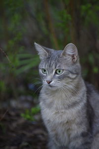 Portrait of tabby cat on land