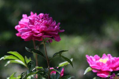 Close-up of pink flowering plant