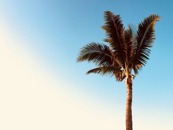 Low angle view of palm tree against clear blue sky