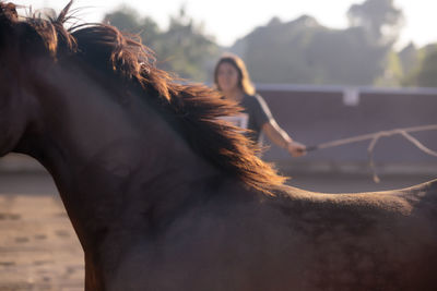 Close-up of horse in ranch