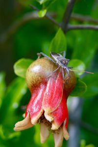 Close-up of bug on bud