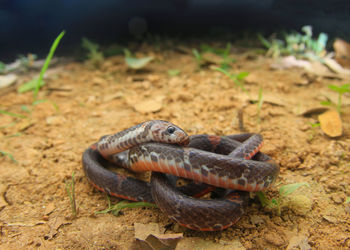 Close-up of crab on field