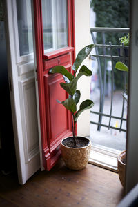 Close-up of potted plant on window sill