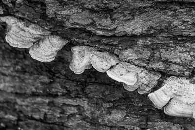 Close-up of tree