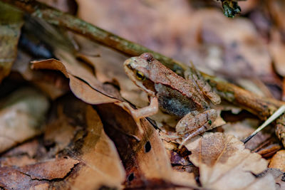 Close-up of dry leaves on field