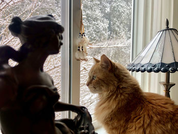 Cat looking through window at home