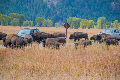 Animals on countryside landscape