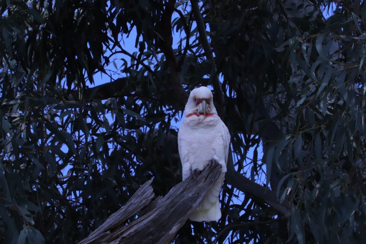 LOW ANGLE VIEW OF BIRD PERCHING ON BRANCH