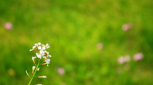 Close-up of plant growing on field