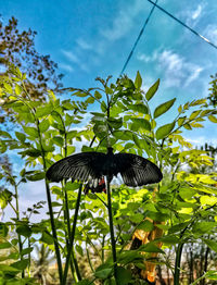 Low angle view of bird perching on tree against sky