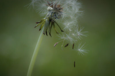 Close-up of dandelion on plant