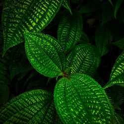 Full frame shot on fresh green leaves