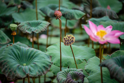 Close-up of lotus water lily on plant at ubud water place