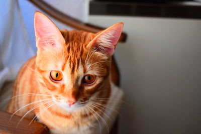 Close-up portrait of a cat