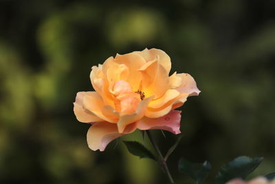 Close-up of rose against blurred background