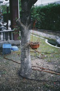 Close-up of tree trunk