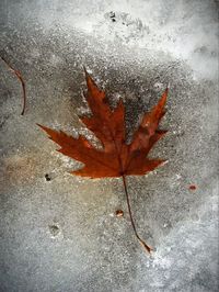 High angle view of maple leaf on water