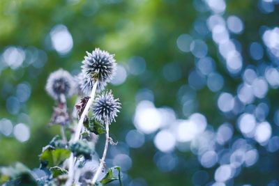 Close-up of flowering plant against blurred background