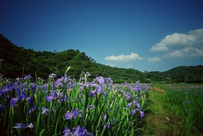 Purple flowering plants on field against blue sky