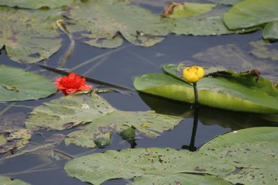 Lotus water lily in pond