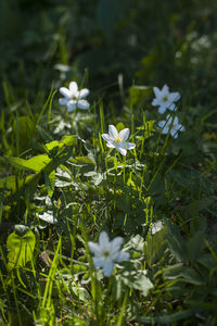 Close-up of white flowering plants on field