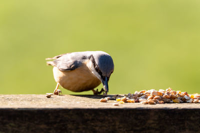 Close-up of bird eating food