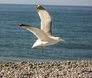 Seagull flying over sea
