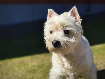 Portrait of white dog