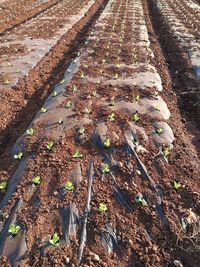 High angle view of agricultural field