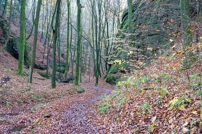 Trees growing in forest during autumn