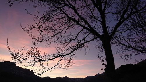 Low angle view of silhouette tree against sky at sunset
