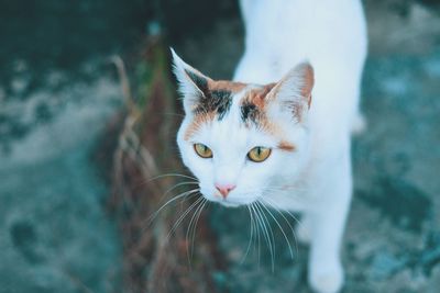 Close-up portrait of a cat