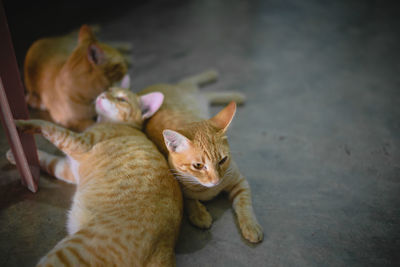 High angle view of cats lying down