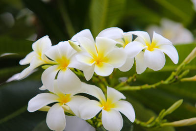 Close-up of white flowering plant