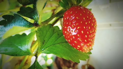 Close-up of strawberry hanging on leaf