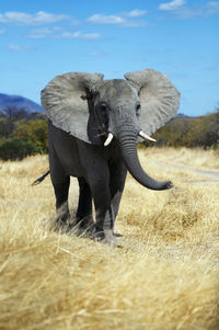 Elephant standing on field against sky