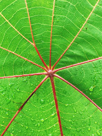 Full frame shot of green leaf