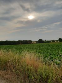 Scenic view of agricultural field against sky