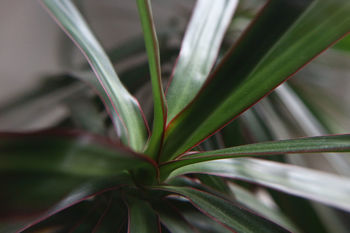 CLOSE-UP OF PLANT IN GRASS