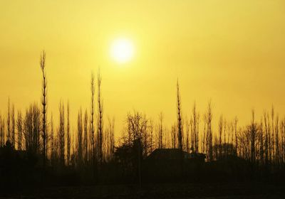 Silhouette plants on field against sky during sunset