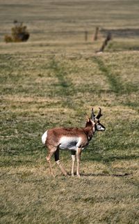 Lone antelope standing in pasture