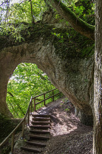 View of stairs in forest