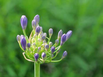Close-up of purple flowering plant