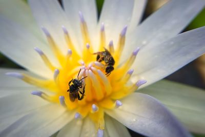 Close-up of bee pollinating on flower