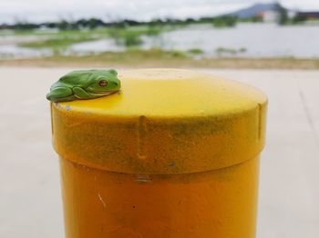 Close up of green frog on bollard in rainy weather