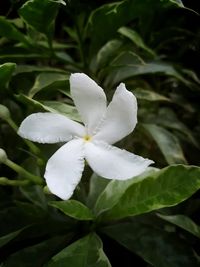 Close-up of white flower blooming outdoors