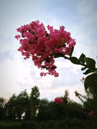 Low angle view of pink flowers against cloudy sky