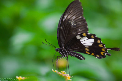 Close-up of butterfly pollinating flower