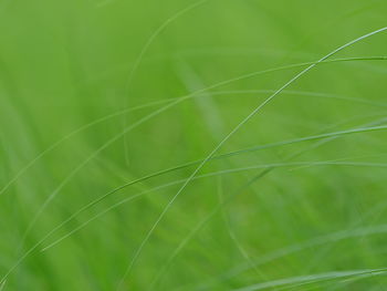 Full frame shot of green leaf