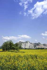 Scenic view of oilseed rape field against sky